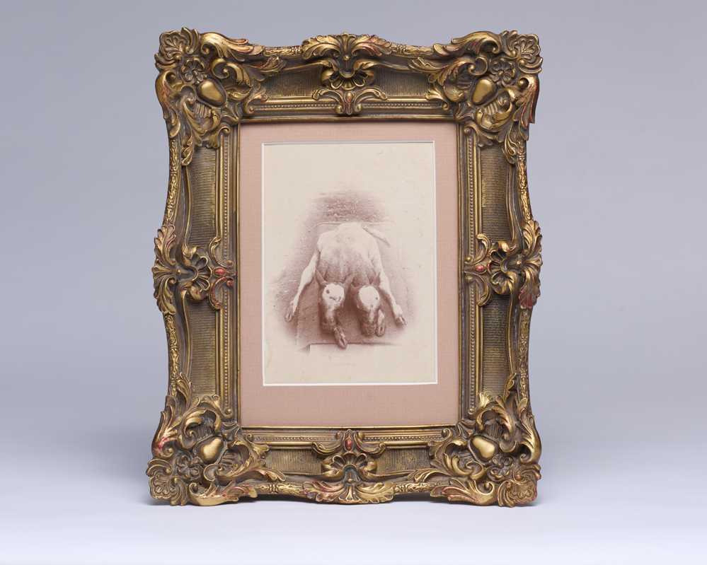 [CABINET CARD] Two-Headed Calf