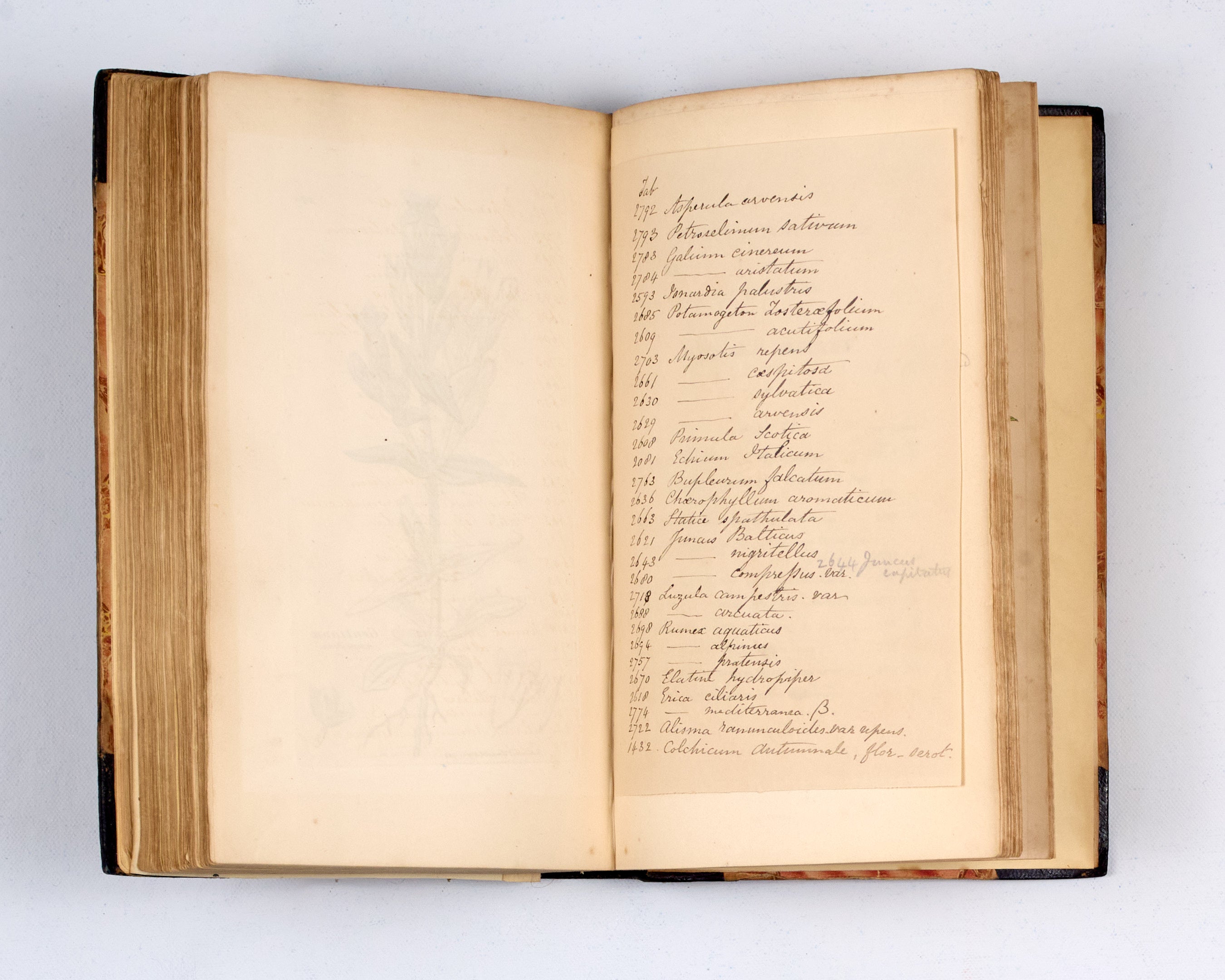 English Botany: or, coloured Figures of British Plants, with the essential characters, synonyms, and places of growth.