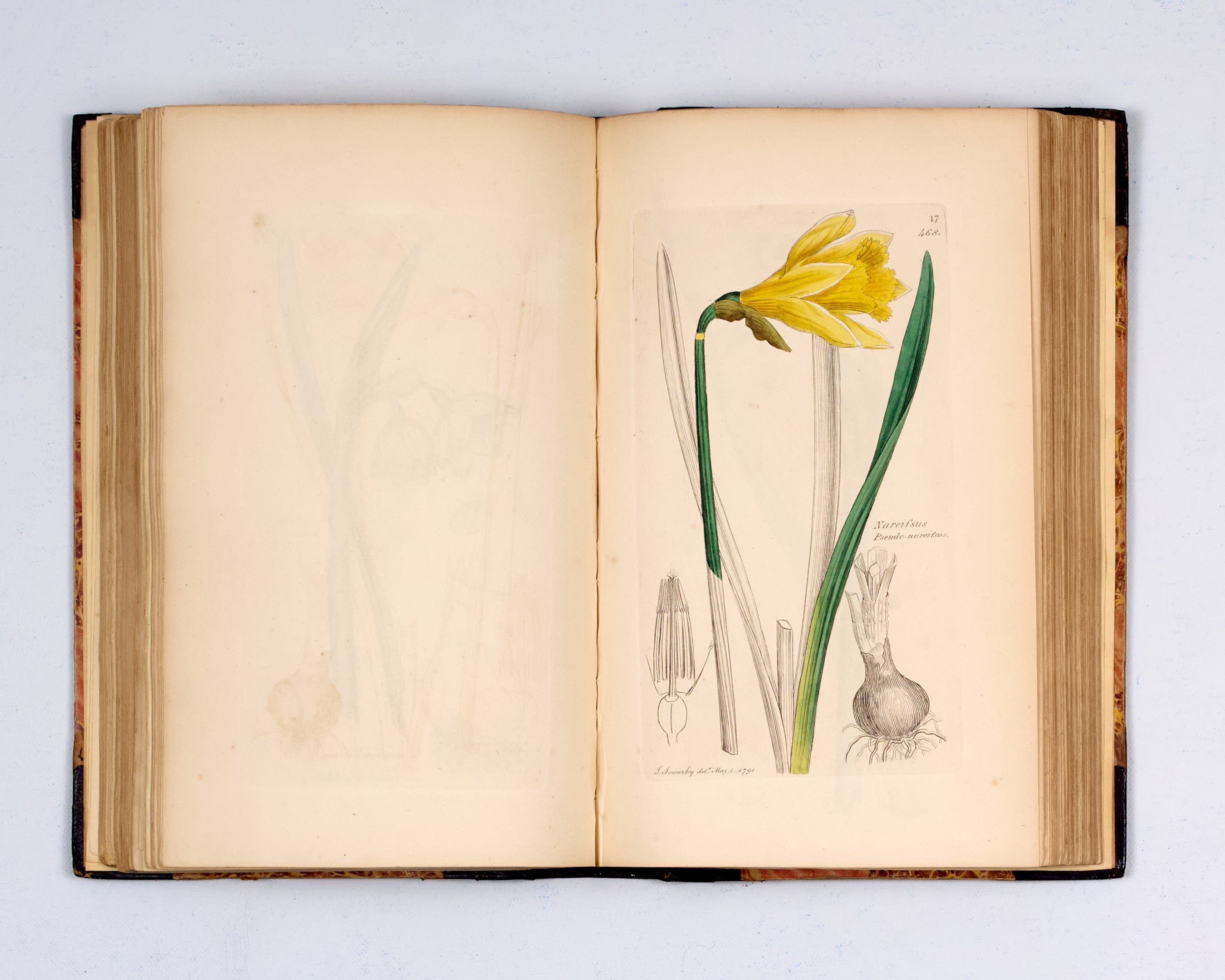 English Botany: or, coloured Figures of British Plants, with the essential characters, synonyms, and places of growth.