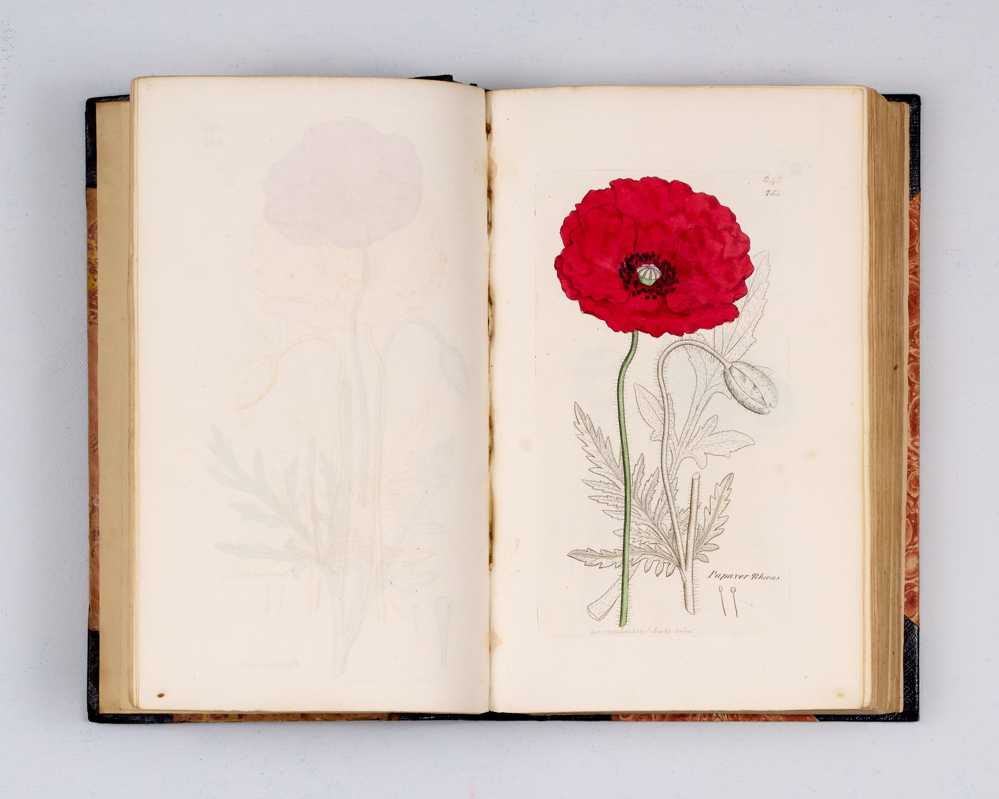 English Botany: or, coloured Figures of British Plants, with the essential characters, synonyms, and places of growth.