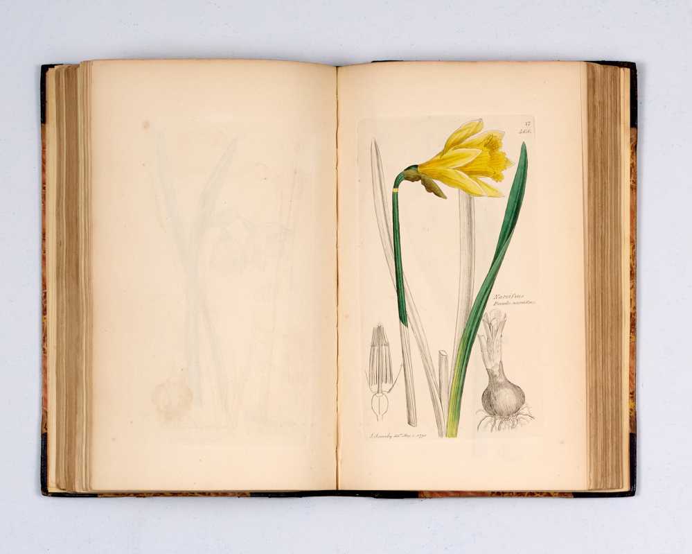 English Botany: or, coloured Figures of British Plants, with the essential characters, synonyms, and places of growth.